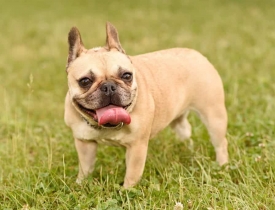 Chó cưng được tập gym