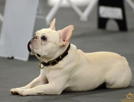 Tiếng chó sủa giúp phá vụ trộm 170 món trang sức vàng