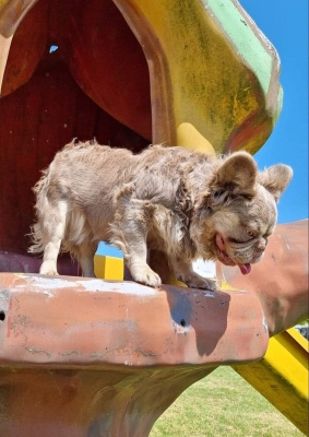 BÉ BILLY